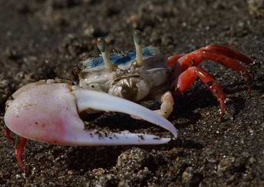 Leptuca stenodactylus