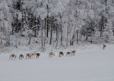 Reindeers