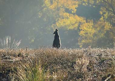 Twilight Kangaroo