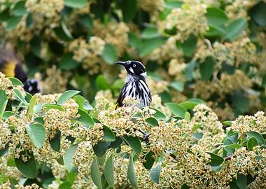 New Holland Honey Eater