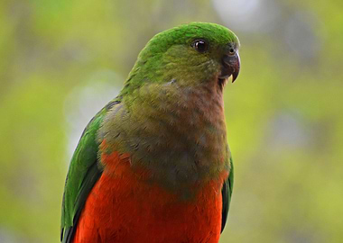 King Parrot