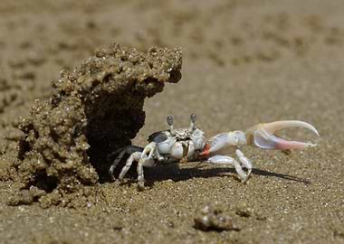 Leptuca terpsichores