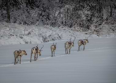 Reindeers