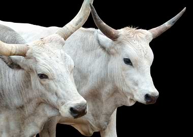 cow on black background