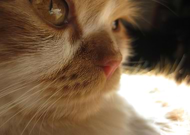 Edit Item Cute Cat Face