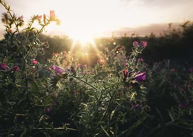 Floral sunset in Andalucia