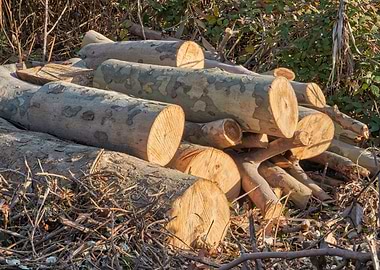 tree trunk cutting