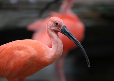 Scarlet ibis