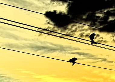 Fly like its your last day