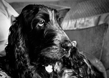 Beautiful Show Cocker