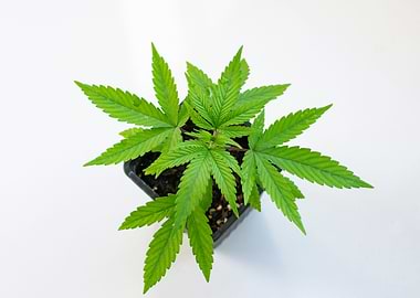 Baby Cannabis