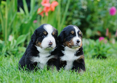 Bernese puppies