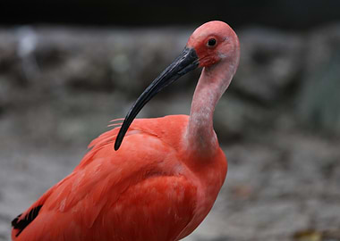 Scarlet ibis