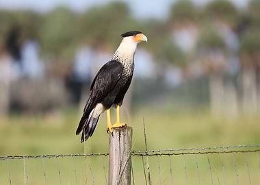 Caracara