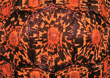 Pattern black orange