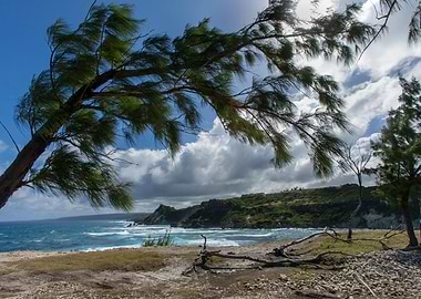 Casuarina at Tenerife