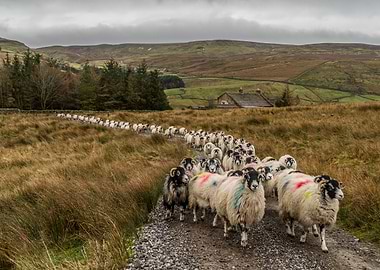 Following Ewe Ewe and Ewe