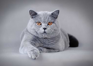 British shorthair cat