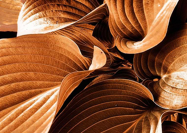 Monochrome brown leaf