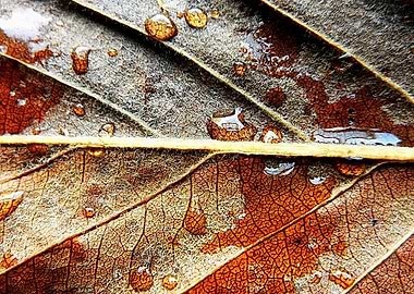 Raindrops on leaf