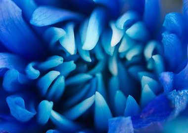 Blue Flower