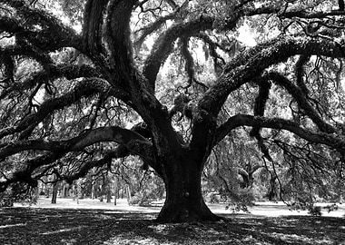 The Great Live Oak