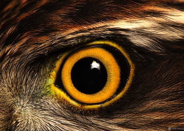 Eye of a sparrowhawk