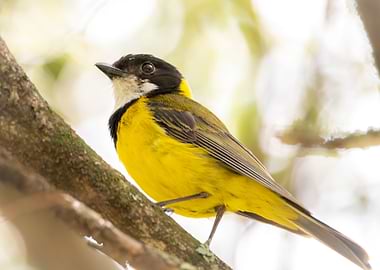 Golden Whistler