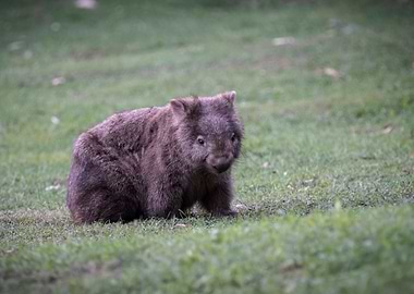 Wombat