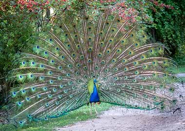 Peacock Fan