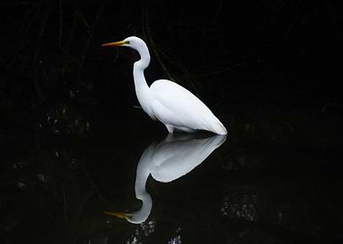 Cattle egret