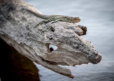 Eastern Water Dragon