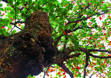 big tropical tree in Kauai