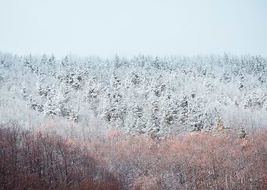 Frozen forest