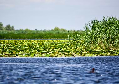 Yellow water lily