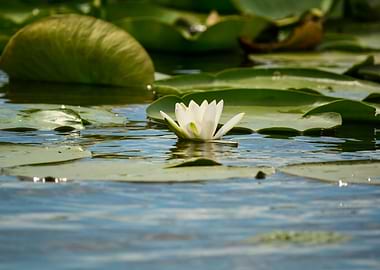 White water lily