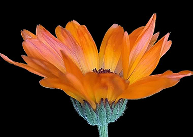 Orange flower