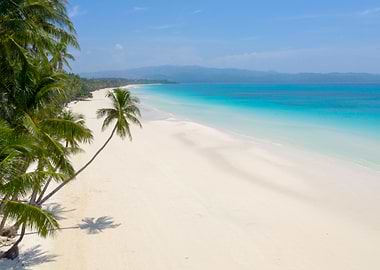 The Leaning Tree Boracay