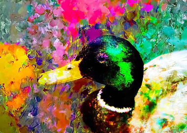mallard duck