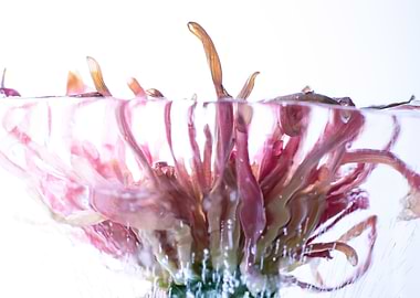 Chrysanthemum in ice 1