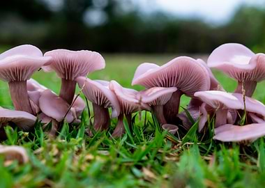 Pink Mushrooms