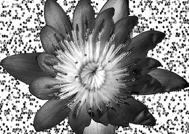 Lily Black and White