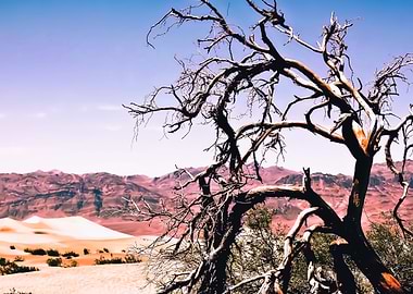 at Death Valley USA