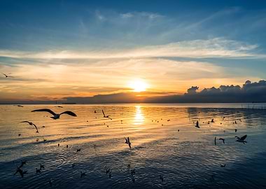 Beautiful Sunset with Bird