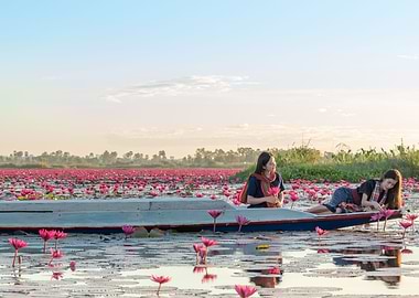 picking lotus