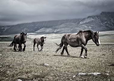 Three Horses