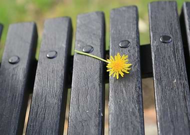 Lonely Flower on the Bench
