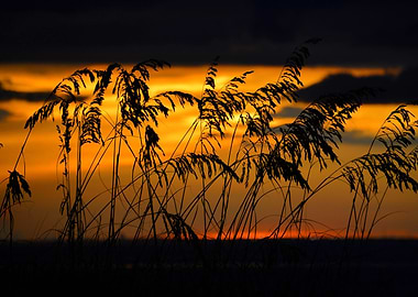 Sea Oats at Sunset