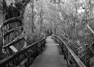 Fakahatchee strand Florida