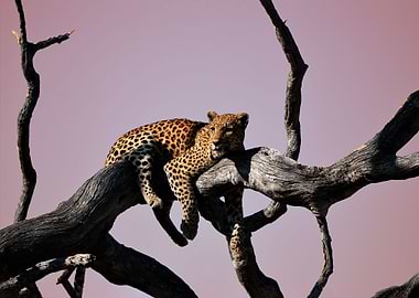 Lazy Leopard